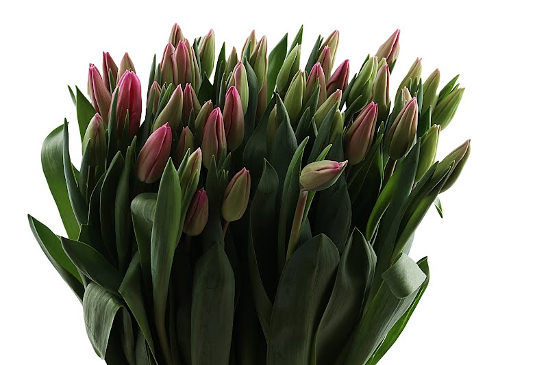 Τουλίπες '' Ρόζ '' - Tulipa