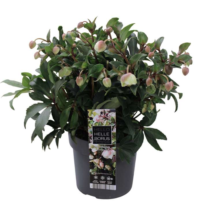 Ελλέβορος  - Helleborus 'jwls Winterbells'