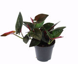 Συγκόνιο – Syngonium erythrophyllum ”Red Arrow”