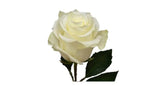 White rose Ecuador - Λευκό τριαντάφυλλο Εcuador
