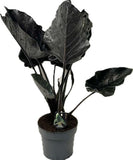 Αλοκάσια - Alocasia 'Antoro Velvet'