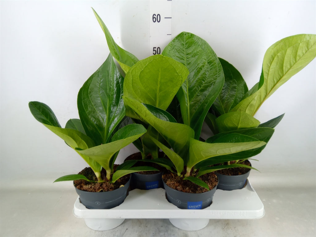 Ανθούριο - Anthurium Crass. 'karma Birdnest'