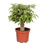 Φίκος - Ficus Benja. 'kinky' natasja