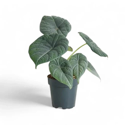 Αλοκάσια - Alocasia 'grey Dragon'