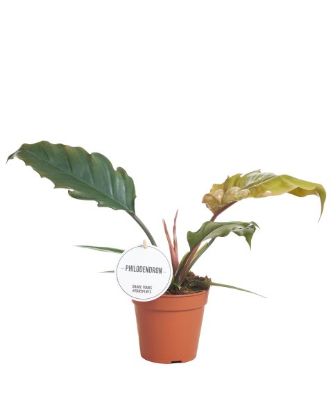 Φυλλόδεντρο - Philodendron 'Choco Empress'