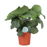 Καλαθέα – Calathea orbifolia