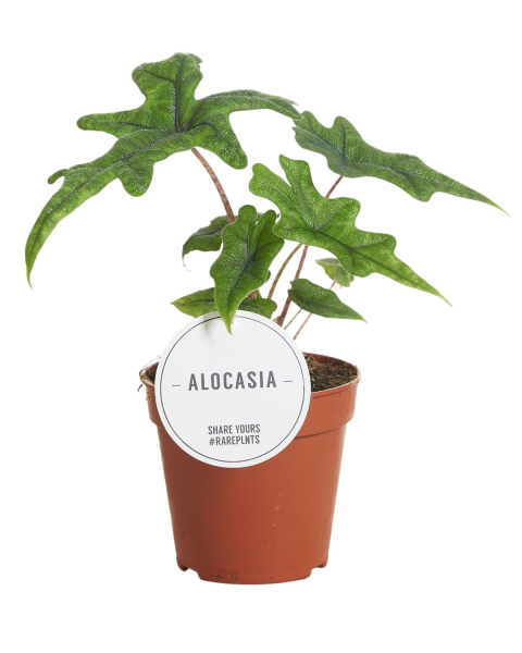 Αλοκάσια - Alocasia Jacklyn