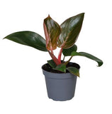 Φυλλόδεντρο - Philodendron Pink Bikini