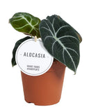 Αλοκάσια – Alocasia Black Velvet