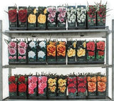 Τριανταφυλλιές Αβράμη σε γλάστρα