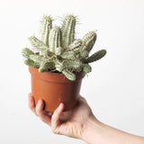 Euphorbia mammillaris f. variegata