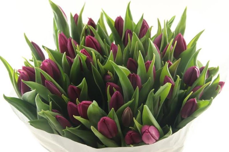 Τουλίπα ''Μωβ '' - Tulipa
