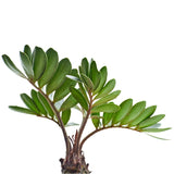 Ζάμια - Ζamia furfuracea