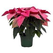 Αλεξανδρινό ροζ - Euphorbia Poinsettia Pink