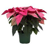 Αλεξανδρινό ροζ - Euphorbia Poinsettia Pink
