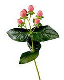 Φρέσκο Κλαδί Υπέρικουμ - Hypericum