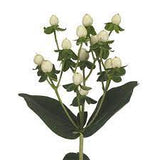 Φρέσκο Κλαδί Υπέρικουμ - Hypericum