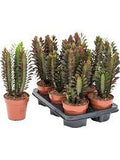 Ευφόρβια – Euphorbia trigona 'rubra'