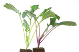 Γουλί Κόκκινο - Brassica oleracea var. gongylodes