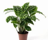 Καλαθέα - Calathea Zebrina