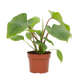 Χομαλομένα - Homalomena rubescens 'Maggy'