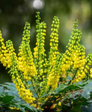 Μαόνια - Mahonia Media 'charity