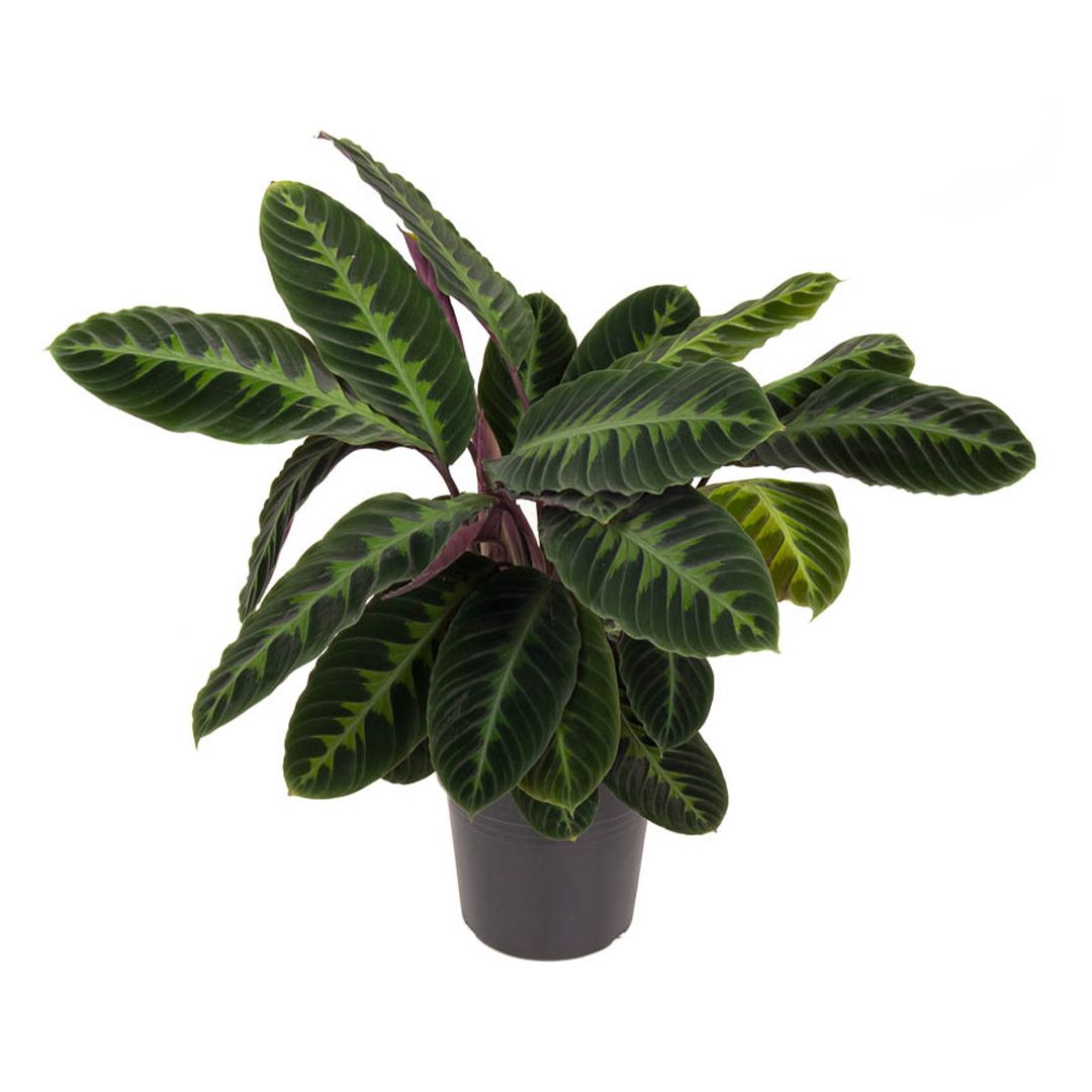Καλαθέα - Calathea warscewiczii bloem