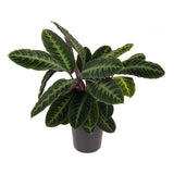 Καλαθέα - Calathea warscewiczii bloem