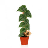 Μονστέρα – Monstera Dubia juvenile