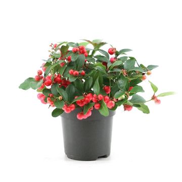 Γκαουλθέρια – Gaultheria procumbens