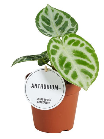 Ανθούριο - Anthurium Silver Blush