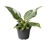 Φυλλόδεντρο – Philodendron white princess