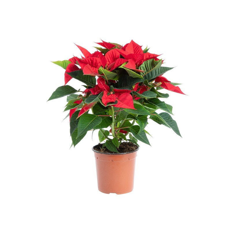 Αλεξάνδρινο - Poinsettia Euphorbia pulcherrima