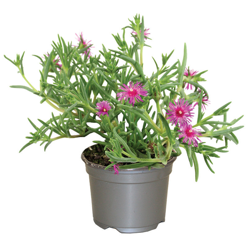 Μεσημβριάνθεμο - Delosperma cooperi