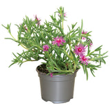 Μεσημβριάνθεμο - Delosperma cooperi