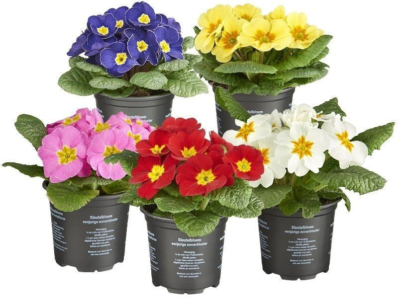 Πριμούλα - Primula Ac Gemengd