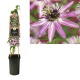 Ρολογιά - Passiflora ‘Victoria’