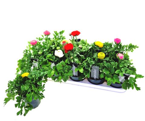 Νεραγκούλα