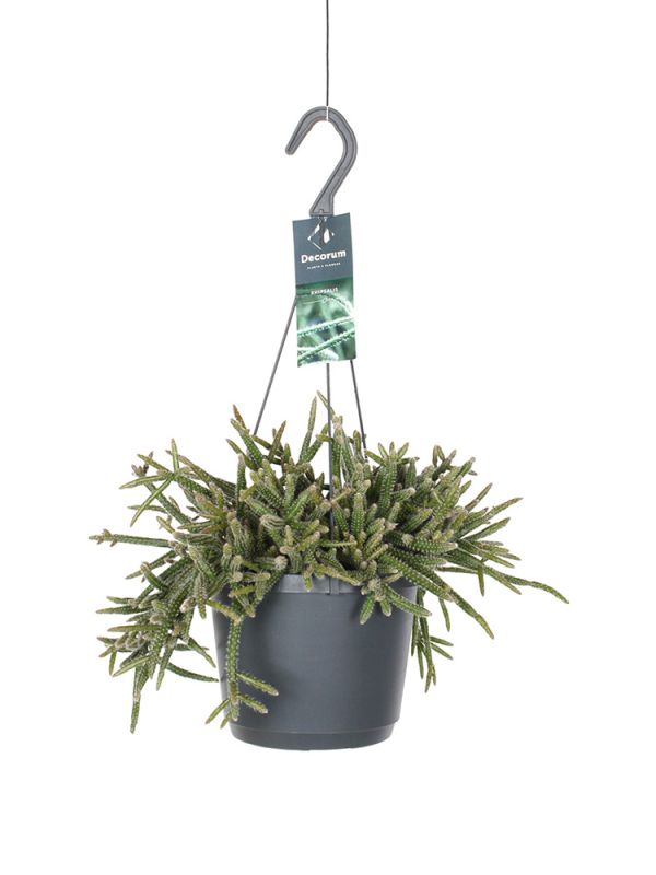 Ριψάλις - Rhipsalis baccifera horrida