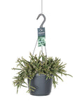 Ριψάλις - Rhipsalis baccifera horrida