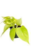 Πόθος - Epipremnum Pinn. 'golden Pothos'