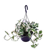Πόθος - Epipremnum aureum Scindapsus ‘N’Joy’