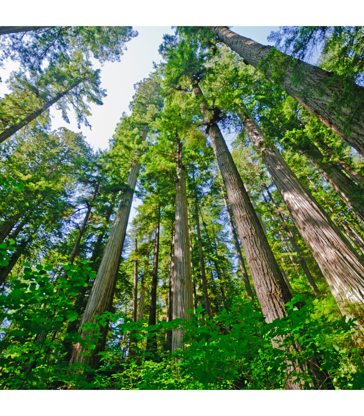 Σεκόγια - Sequoia Sempervirens 'adpressa'