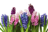 Ζουμπούλια - Hyacinth
