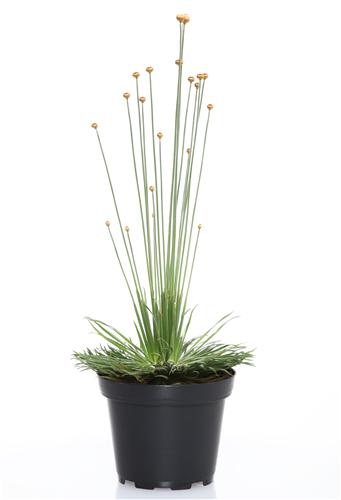 Syngonanthus 'mikado' met Waterwick