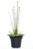 Syngonanthus 'mikado' met Waterwick