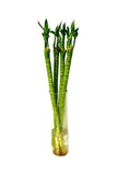 Lucky Tiger Bamboo