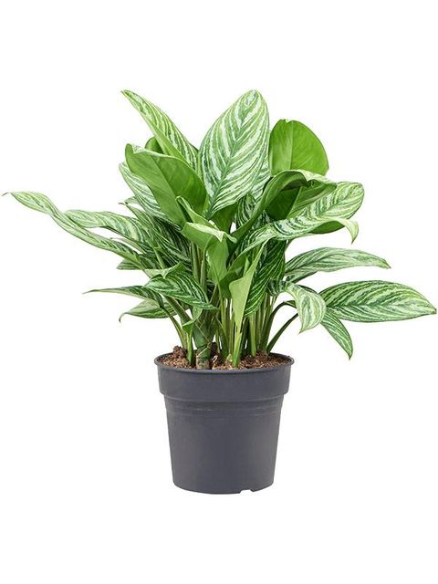 Αγλαόνημα - Aglaonema 'Stripes'