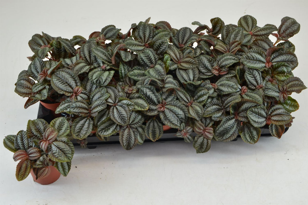 Πιλέα - Pilea Norfolk