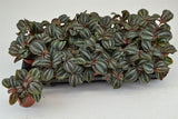 Πιλέα - Pilea Norfolk